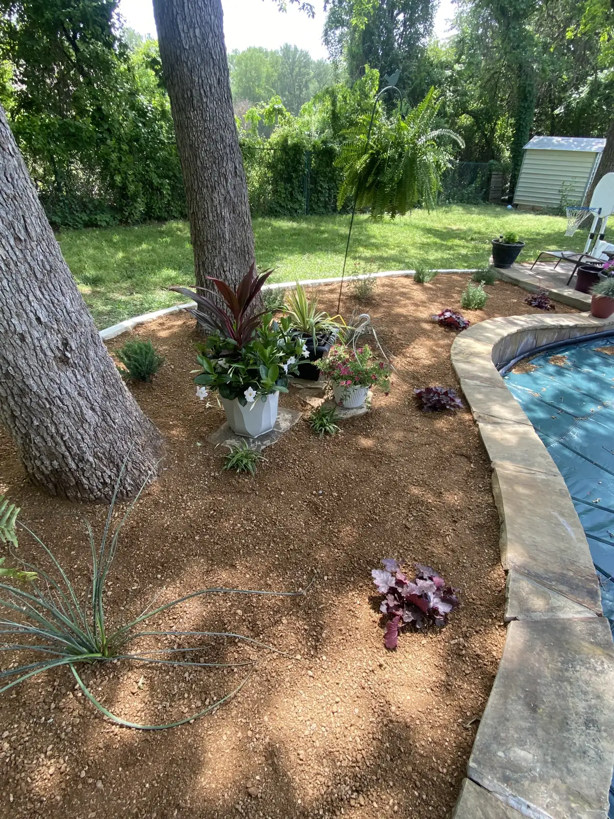 Native plants and drought-tolerant landscaping in North Texas